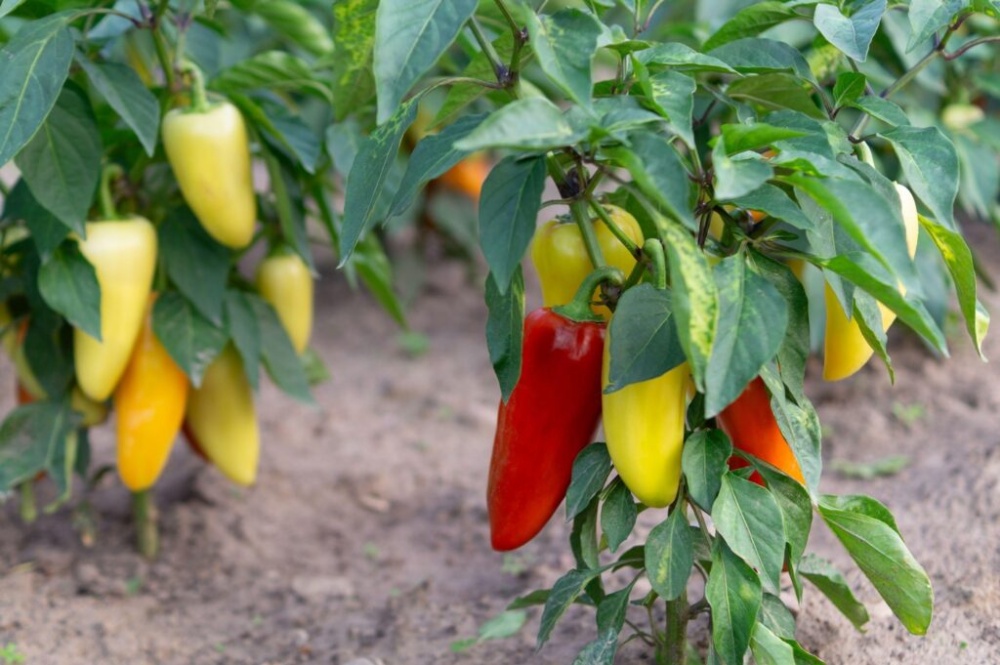 Close up red and yellow peppers growing on a bush in the garden. Sweet bell pepper, home gardening, harvesting.