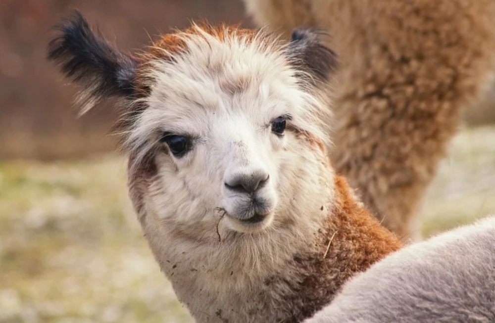 lama